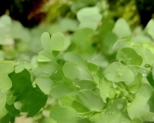 好，我现在需要帮用户写一篇关于肋骨鼻的文章。用户是上海鼻整形医生，所以文章需要专业且详细。首先，我得确定文章的结构，通常包括什么是肋骨鼻、手术过程、优点、注意事项和恢复期等等