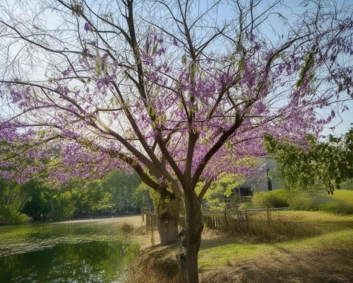 好，我现在需要帮用户写一篇关于疤痕增生的文章。用户是上海的鼻整形医生，所以文章应该专业且有实用价值。首先，我得理解疤痕增生的原因和影响，这样才能全面地分析这个问题